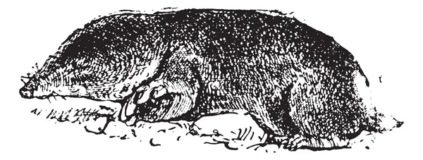 Обыкновенная крыса или Cryptomys hottentotus vintage гравировка — стоковый вектор