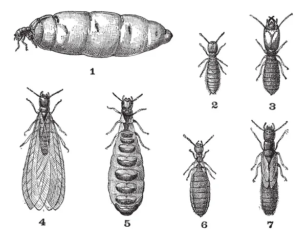 Termites, gravure vintage . — Image vectorielle