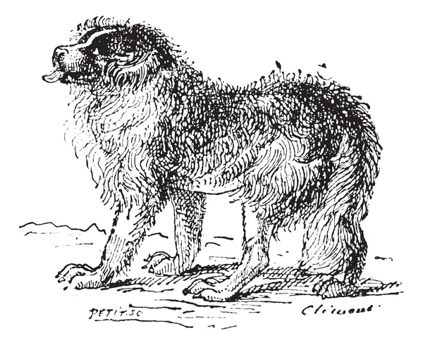 Neufundländer Hund, Vintage Gravur. — Stockvektor