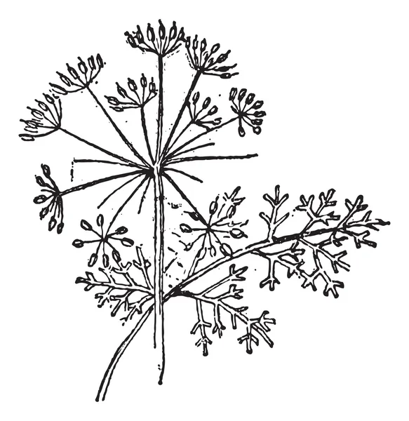 Thapsia planta, grabado vintage . — Archivo Imágenes Vectoriales
