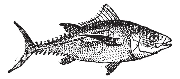 Thunfisch, Vintage-Gravur. — Stockvektor