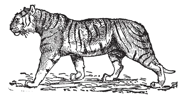 Tiger (panthera tigris), vintage gravyr. — Stock vektor