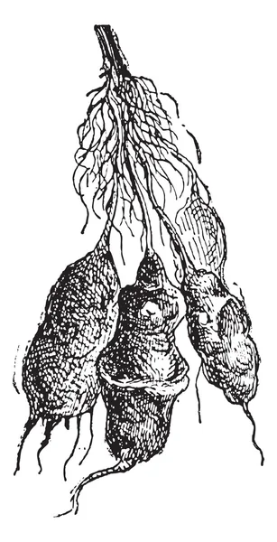 Alcachofra de Jerusalém (Helianthus tuberosus) ou raiz solar, vintage e — Vetor de Stock