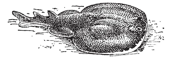 Torpediniformes of torpediniformes, vintage gravure — Stockvector