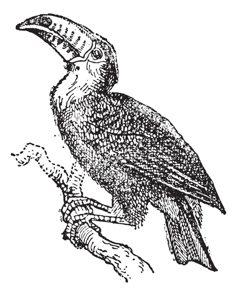 Toucan, gravure vintage . — Image vectorielle