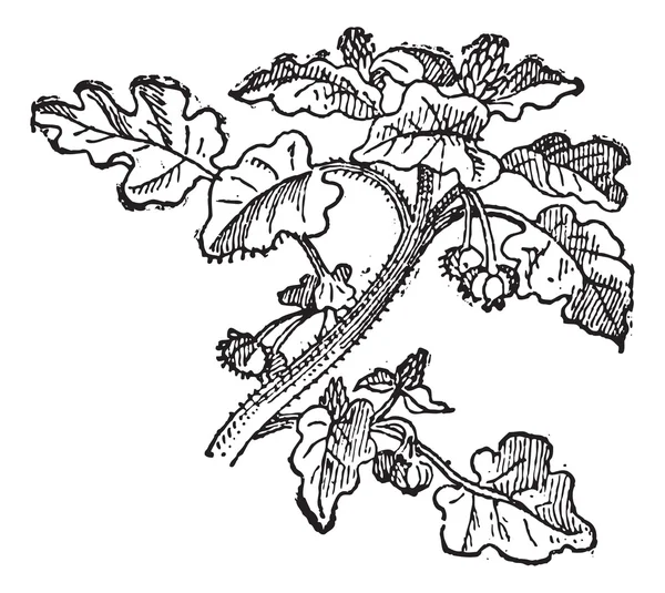 Girassol (Helianthus annuus), gravura vintage . — Vetor de Stock