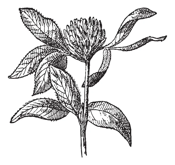 Trébol rojo o Trifolium pratense, grabado vintage . — Vector de stock