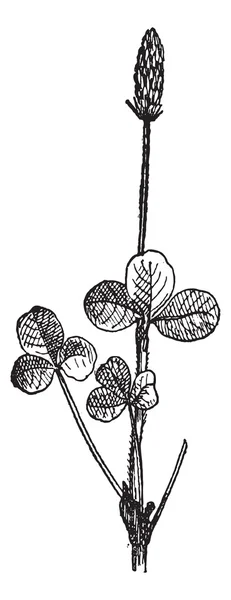 Clover (Trifolium) or trefoil, vintage engraving. — Stock Vector