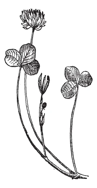 Trifolium repens ou Trèfle blanc, gravure vintage . — Image vectorielle
