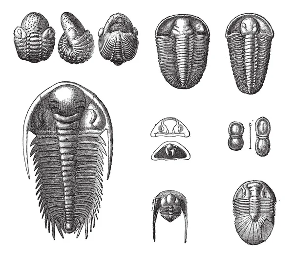 Trilobites, 빈티지 조각. — 스톡 벡터
