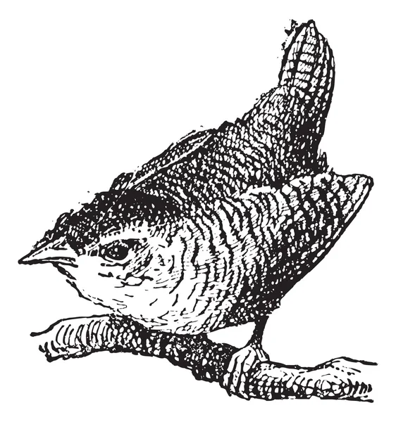 Troglodyte bird, vintage engraving. — Stock Vector