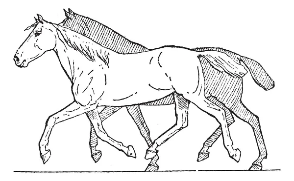 Caminata de trote o caballo, grabado vintage — Vector de stock
