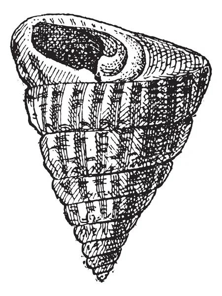 Trochiform 形状的贝类，复古雕刻 — 图库矢量图片