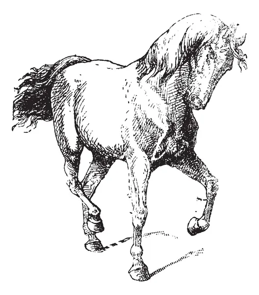 Entrenamiento de caballos, grabado vintage — Vector de stock