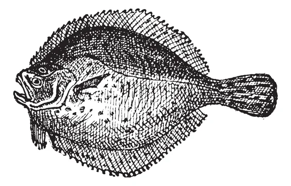 Kalkan balığı veya scophthalmus maximus, antika gravür — Stok Vektör