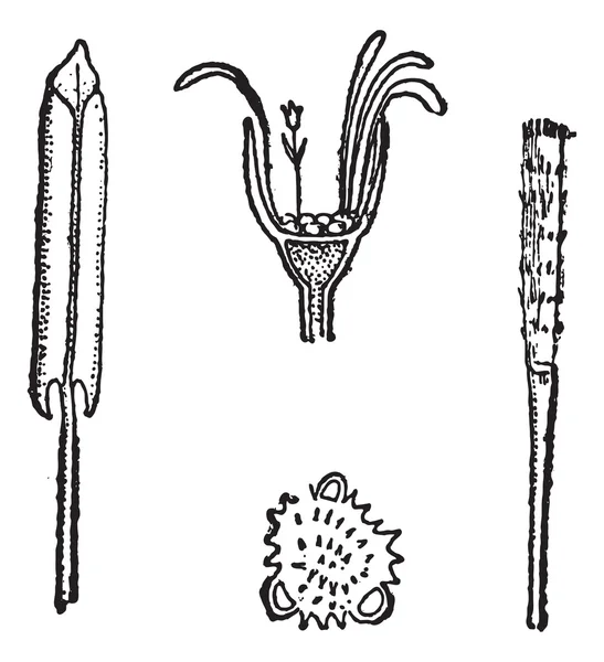 Coltsfoot или Tussilago farfara, винтажная гравировка — стоковый вектор