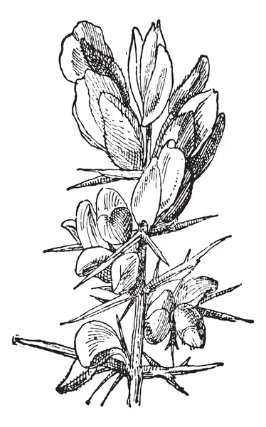 Stekelbrem of ulex sp., vintage gravure — Stockvector