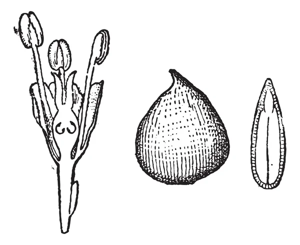 Ulmaceae, grabado vintage — Vector de stock
