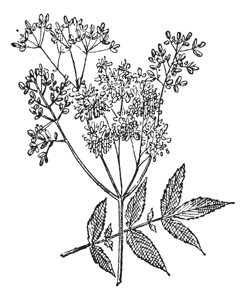 Meadowsweet или Filipendula ulmaria, винтажная гравировка — стоковый вектор