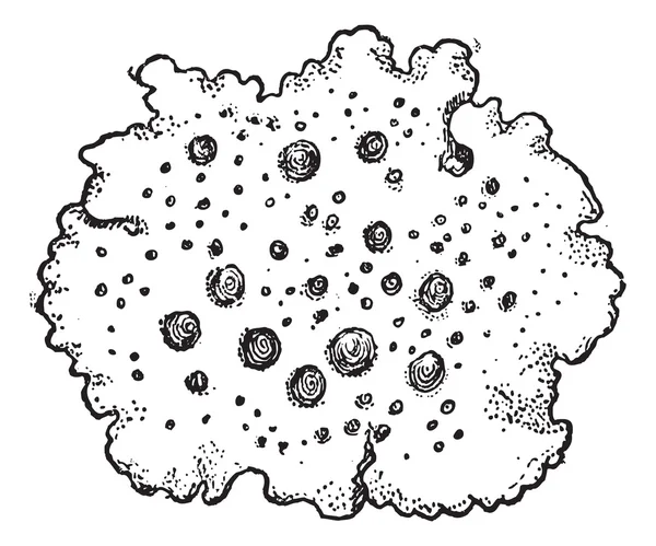 Navel Lichen или Umbilicaria vellea, винтажная гравировка — стоковый вектор