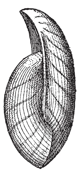 Uncites graphus, старовинна гравюра — стоковий вектор