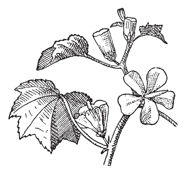 Urvillea of urvillea sp., vintage gravure — Stockvector