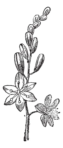 Tengeri csillagvirág vagy Drimia maritima, vintage gravírozás — Stock Vector