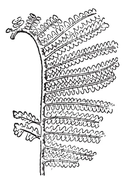Gleichenia zippei, винтажная гравировка — стоковый вектор