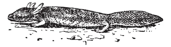 Salamanders of urodela, vintage gravure — Stockvector