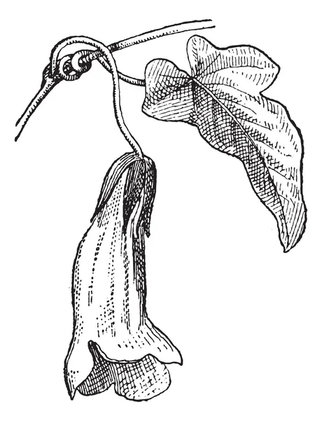 Usteria или Usteria sp., винтажная гравировка — стоковый вектор