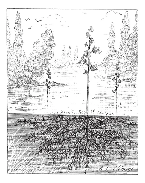 Utricularia 또는 bladderworts 식물, 빈티지 조각. — 스톡 벡터