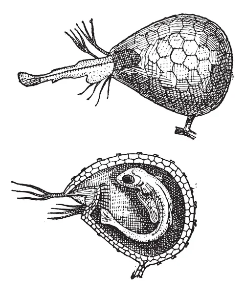 Utricularia veya bladderworts, antika gravür. — Stok Vektör