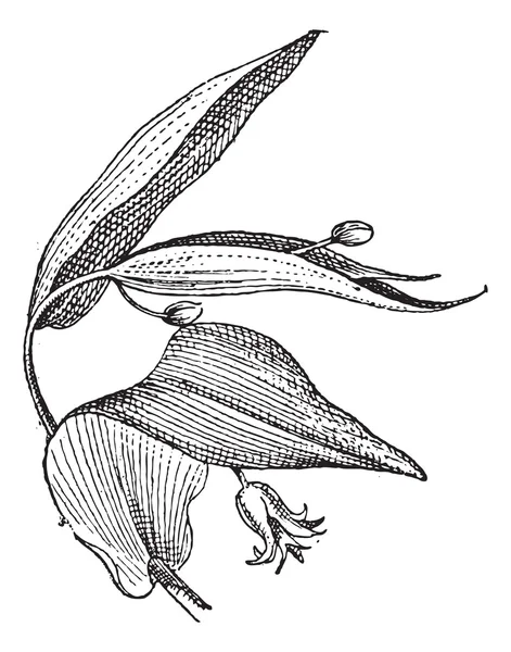 Uvularia of bellwort, vintage gravure. — Stockvector