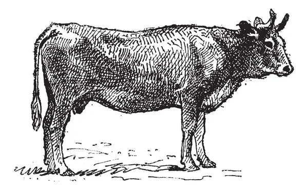Parthenais, a francia szarvasmarha fajta, évjárat gravírozás. — Stock Vector