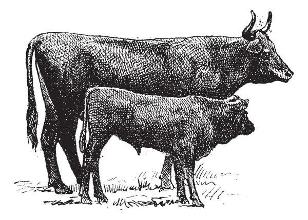 オーヴェルニュ牛品種、ヴィンテージの彫刻. — ストックベクタ