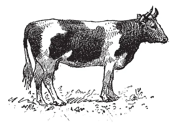 Breton cattle breed, vintage engraving. — Stock Vector