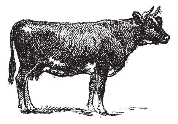 Flaman sığır ırkı, antika gravür. — Stok Vektör