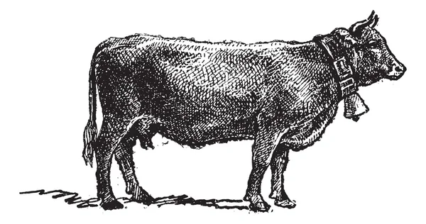 Swiss sığır ırkı, antika gravür. — Stok Vektör