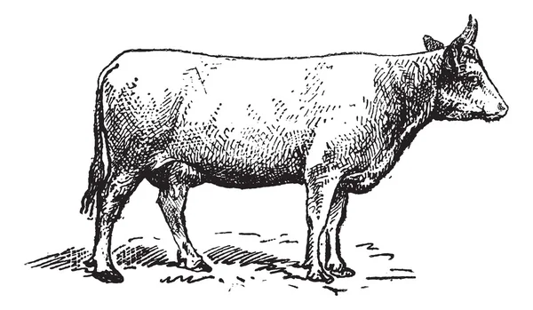 诺曼 · 牛的品种，复古雕刻. — 图库矢量图片