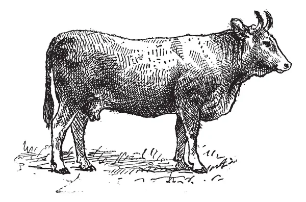 Limousin sığır ırkı, antika gravür. — Stok Vektör