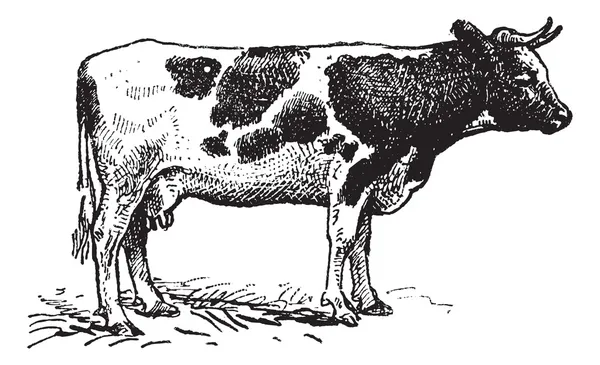 Hollandalı sığır ırkı, antika gravür. — Stok Vektör