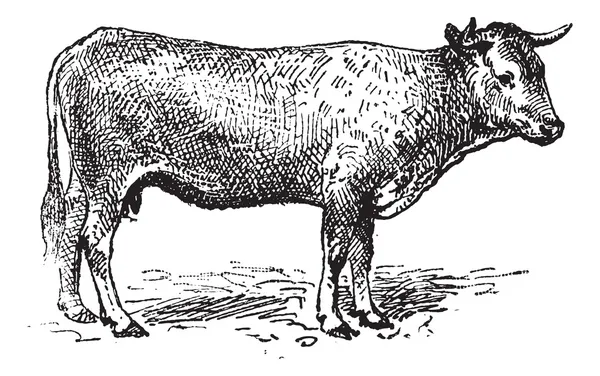 -сюр-Ґаронн великої рогатої худоби, vintage гравіювання. — стоковий вектор