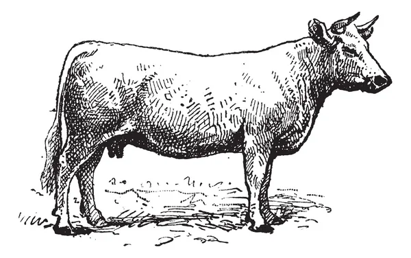 Велика рогата худоба Шароле, вінтажне гравірування . — стоковий вектор