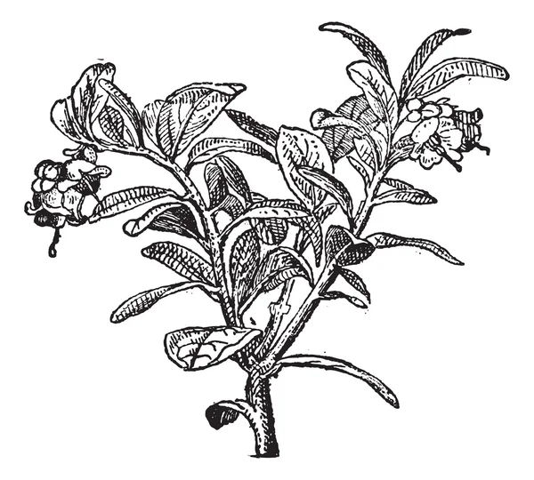 Vaccinium vitis-idaea ou airelle, gravure vintage . — Image vectorielle
