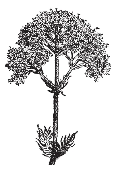 Valerian (valeriana officinalis), vagy a kerti macskagyökér, vintage eng — Stock Vector