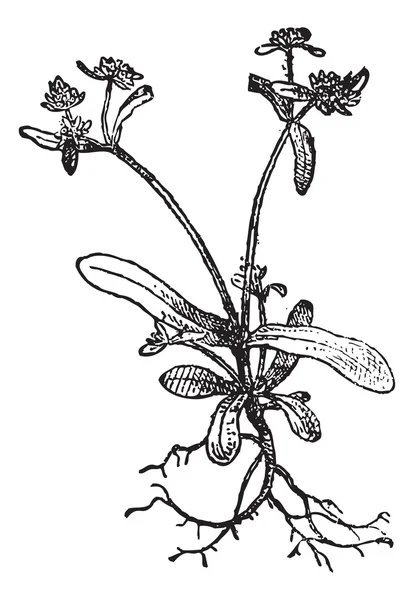 Valerianella (valerianella olitoria)，老式雕刻. — 图库矢量图片