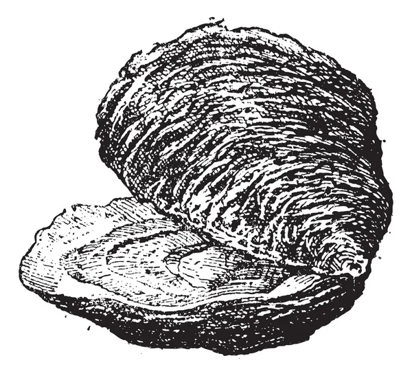 Ostrica (molluschi bivalvi), incisione vintage . — Vettoriale Stock