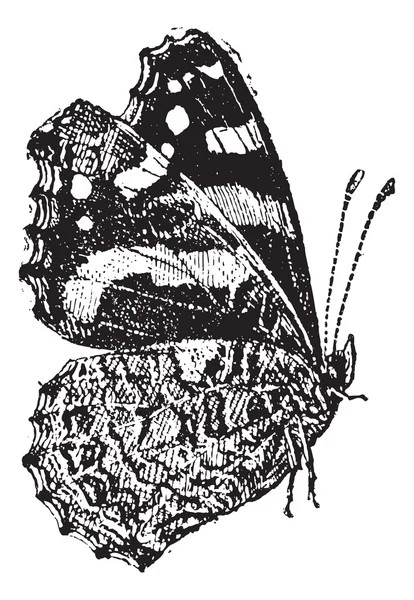Красная адмиральская (Ванесса аталанта) цветная бабочка, винтаж — стоковый вектор