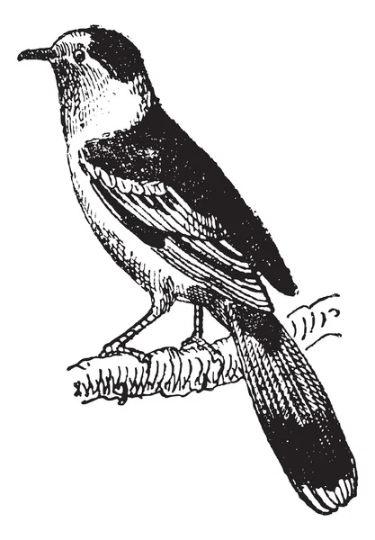 Vanga, un pájaro paseriforme, grabado vintage . — Archivo Imágenes Vectoriales