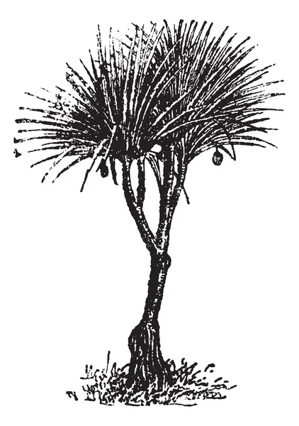 Vaquois (Pandanus candelabrume), Vintage-Gravur. — Stockvektor